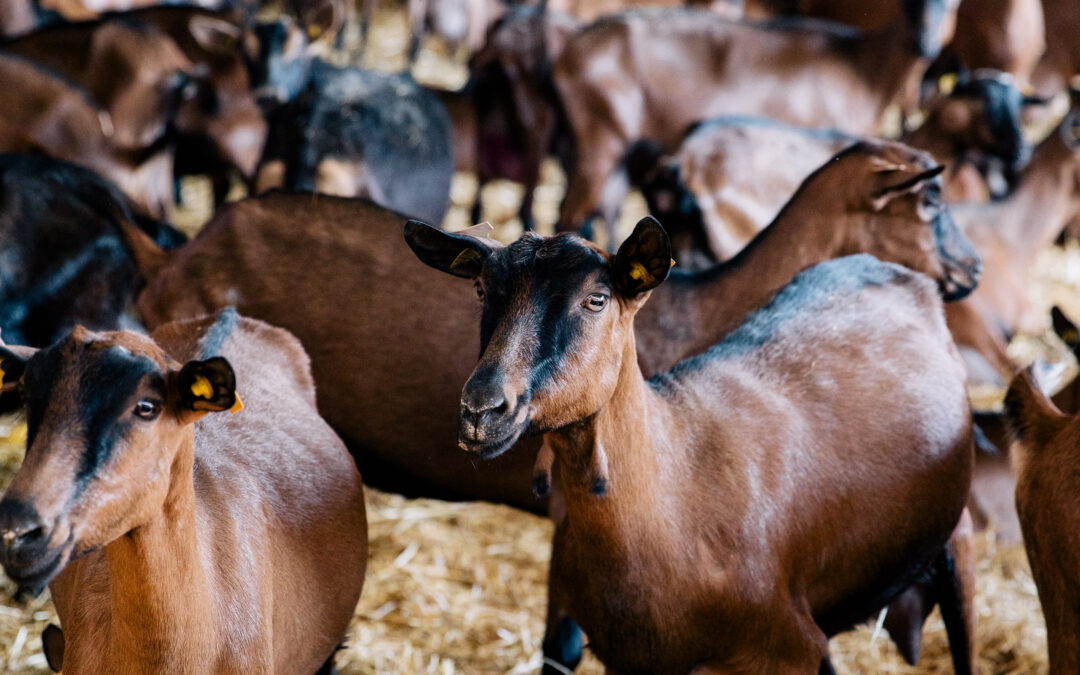 Communiqué de presse : Soutenir les éleveurs de chèvre passera aussi par une hausse de prix du lait de chèvre